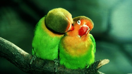 parrots-in-love-wallpaper.jpg