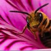 Цистит - последнее сообщение от пчеловек